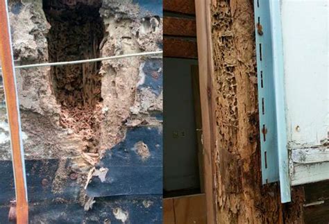 formosan subterranean termite damage
